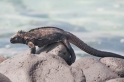 043 MarineIguana10